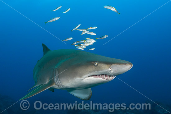 Grey Nurse Shark (Carcharias taurus). Known as Grey Nurse Shark in Australia, Sand Tiger Shark in USA and Ragged-tooth Shark in South Africa. Photo taken at Solitary Islands, NSW, Australia. Vulnerable on IUCN Red List of Threatened Species. Photo - Gary Bell Grey Nurse Shark (Carcharias taurus). Known as Grey Nurse Shark in Australia, Sand Tiger Shark in USA and Ragged-tooth Shark in South Africa. Photo taken at Solitary Islands, NSW, Australia. Vulnerable on IUCN Red List of Threatened Species. Photo - Gary Bell