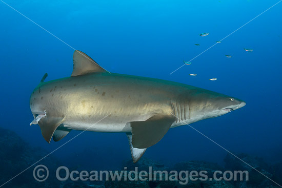 Grey Nurse Shark (Carcharias taurus). Known as Grey Nurse Shark in Australia, Sand Tiger Shark in USA and Ragged-tooth Shark in South Africa. Photo taken at Solitary Islands, NSW, Australia. Vulnerable on IUCN Red List of Threatened Species. Photo - Gary Bell Grey Nurse Shark (Carcharias taurus). Known as Grey Nurse Shark in Australia, Sand Tiger Shark in USA and Ragged-tooth Shark in South Africa. Photo taken at Solitary Islands, NSW, Australia. Vulnerable on IUCN Red List of Threatened Species. Photo - Gary Bell