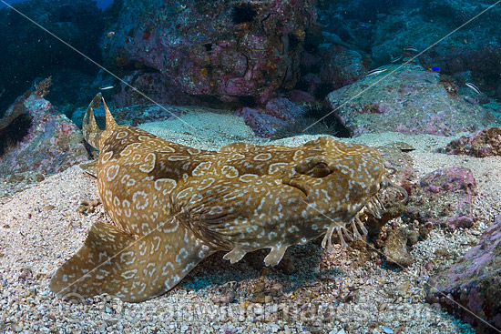 Spotted Wobbegong Shark (Orectolobus maculatus). Found in the eastern Indian Ocean from Western Australia to southern Queensland, Australia. Photo was taken at Solitary Islands, Coffs Harbour, New South Wales, Australia. Photo - Gary Bell Spotted Wobbegong Shark (Orectolobus maculatus). Found in the eastern Indian Ocean from Western Australia to southern Queensland, Australia. Photo was taken at Solitary Islands, Coffs Harbour, New South Wales, Australia. Photo - Gary Bell
