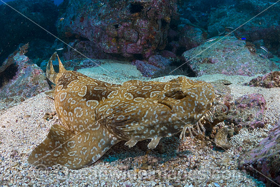 Spotted Wobbegong Shark photo