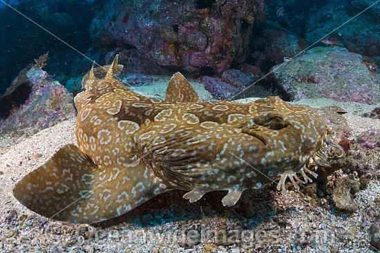 Spotted Wobbegong Shark (Orectolobus maculatus). Found in the eastern Indian Ocean from Western Australia to southern Queensland, Australia. Photo was taken at Solitary Islands, Coffs Harbour, New South Wales, Australia. Photo - Gary Bell