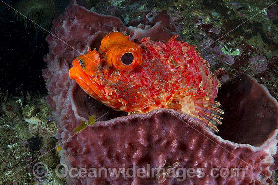 Eastern Red Scorpionfish photo Eastern Red Scorpionfish photo