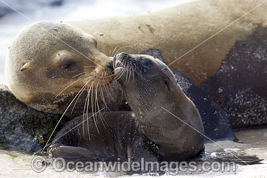 Galapagos Sea Lion mother and pup photo