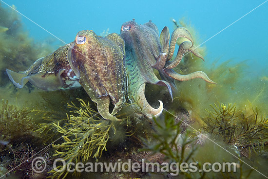 Giant Cuttlefish (Sepia apama). Photo taken at Whyalla, Spencer Gulf, South Australia, Australia. Photo - Vanessa Mignon