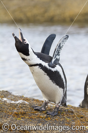 African Penguins photo