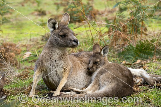 Forester Kangaroo Tasmania photo