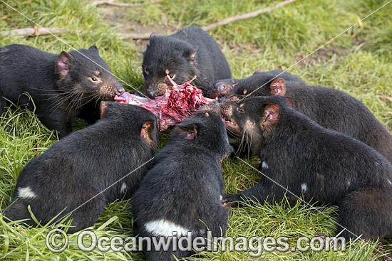 Tasmanian Devils feeding on a carcass photo
