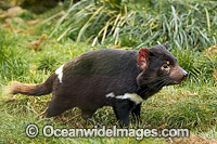 Tasmanian Devil Photo - Gary Bell