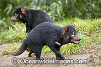 Tasmanian Devil Photo - Gary Bell