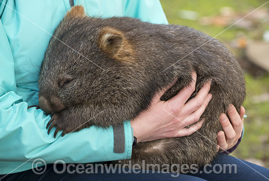 Tasmanian Common Wombat photo Tasmanian Common Wombat photo