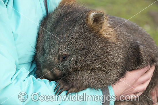 Tasmanian Common Wombat photo