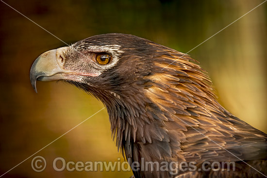 Wedge-tailed Eagles (Aquila audax fleayi), is a subspecies found in Tasmania and it is listed as an endangered species. Wedge-tailed Eagles are Australia's largest bird of prey, and is also found in southern New Guinea. Photo - Gary Bell Wedge-tailed Eagles (Aquila audax fleayi), is a subspecies found in Tasmania and it is listed as an endangered species. Wedge-tailed Eagles are Australia's largest bird of prey, and is also found in southern New Guinea. Photo - Gary Bell