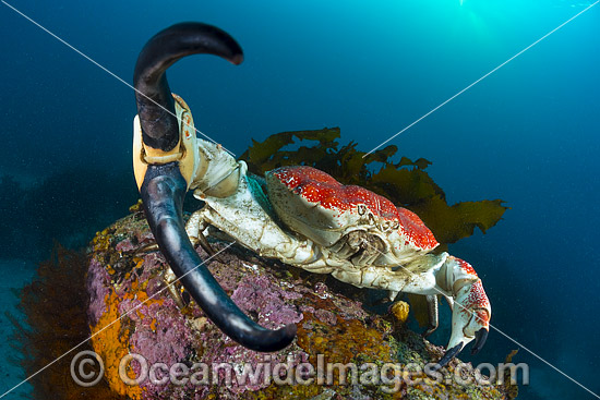 Giant Crab Tasmania photo