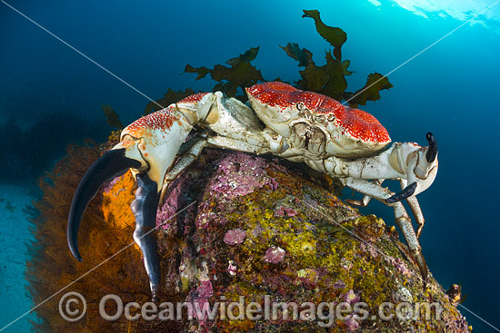 Giant Crab Tasmania photo
