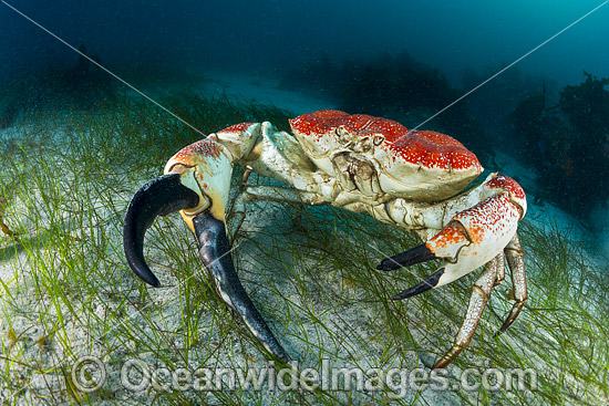 Giant Crab Tasmania photo