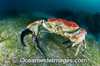 Giant Crab Tasmania Photo - Gary Bell