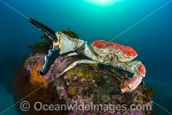 Giant Crab Tasmania photo