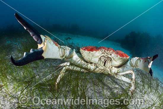 Giant Crab Tasmania photo