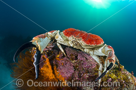 Giant Crab Tasmania photo