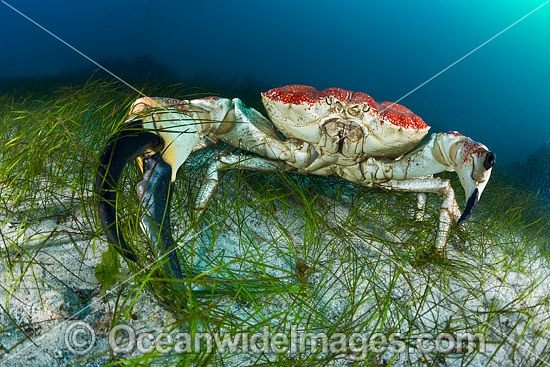 Giant Crab Tasmania photo