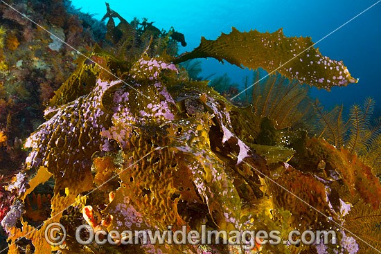 Kelp Tasmania photo