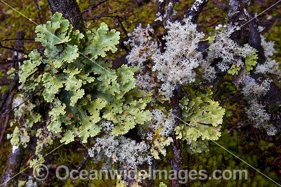 Rainforest moss Tasmania photo