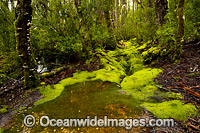 Cradle Mountain Rainforest gully Photo - Gary Bell