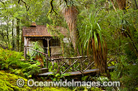 Cradle Mountain Rainforest Photo - Gary Bell