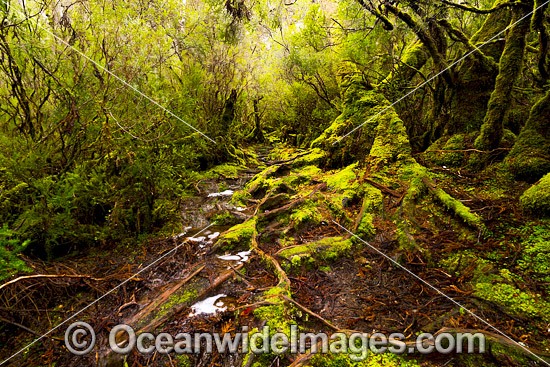 Cradle Mountain Rainforest photo