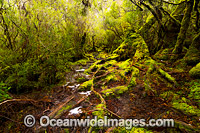 Cradle Mountain Rainforest Photo - Gary Bell