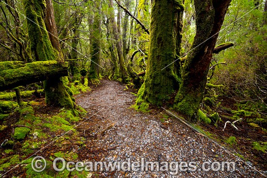 Weindorfers Forest Cradle Mountain photo