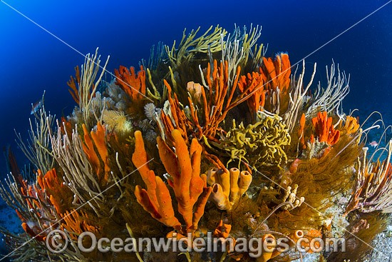 Reef Bicheno Tasmania photo