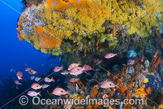 Butterfly Perch and Reef Tasmania photo