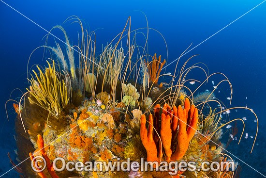 Temperate deep water Reef Tasmania photo