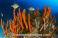 Temperate deep water Reef Tasmania Photo - Gary Bell