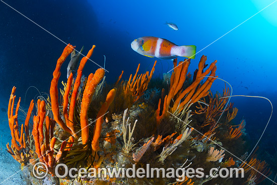 Blue-throated Wrasse (Notolabrus tetricus), male, on temperate deep water reef comprising of Sea Sponges, Whip Corals, Crinoids and Zoanthids. Photo taken at Governor Island Marine Sanctuary, Bicheno, Tasmania, Australia. Photo - Gary Bell Blue-throated Wrasse (Notolabrus tetricus), male, on temperate deep water reef comprising of Sea Sponges, Whip Corals, Crinoids and Zoanthids. Photo taken at Governor Island Marine Sanctuary, Bicheno, Tasmania, Australia. Photo - Gary Bell