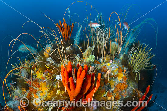 Deep water Reef Bicheno Tasmania photo