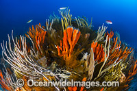 Deep water Reef Tasmania Photo - Gary Bell