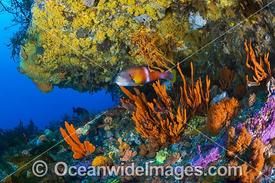 Blue-throated Wrasse and reef Tasmania photo
