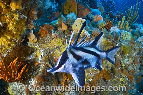 Longsnout Boarfish and Reef Tasmania photo