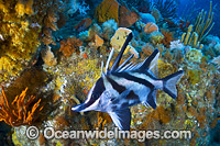 Longsnout Boarfish and Reef Tasmania Photo - Gary Bell