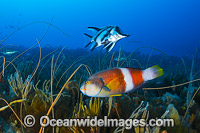 Longsnout Boarfish and Reef Bicheno Photo - Gary Bell