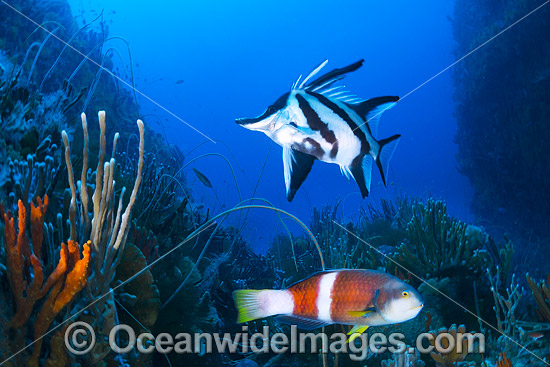 Boarfish and Wrasse on Reef photo