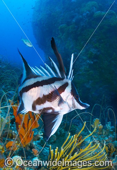 Longsnout Boarfish and Reef Bicheno photo