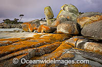 Bay of Fires Tasmania Photo - Gary Bell