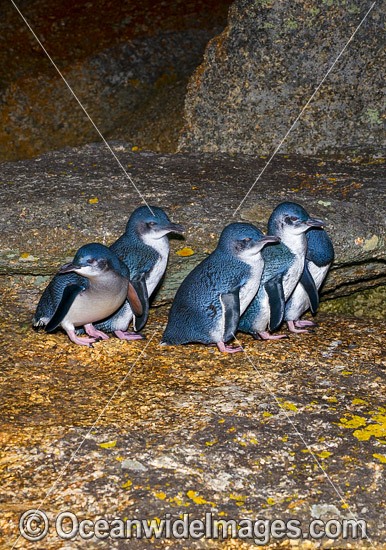 Fairy Penguins Tasmania photo