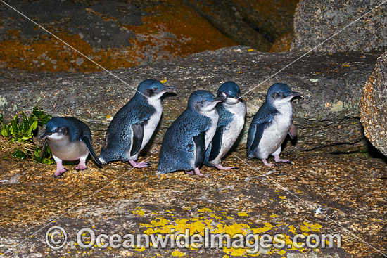 Fairy Penguins Tasmania photo