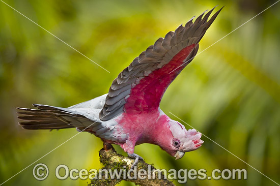 Galah (Cacatua roseicapilla). Found throughout Australia in open inland country and cleared coastal areas. Photo taken at Coffs Harbour, New South Wales, Australia. Photo - Gary Bell