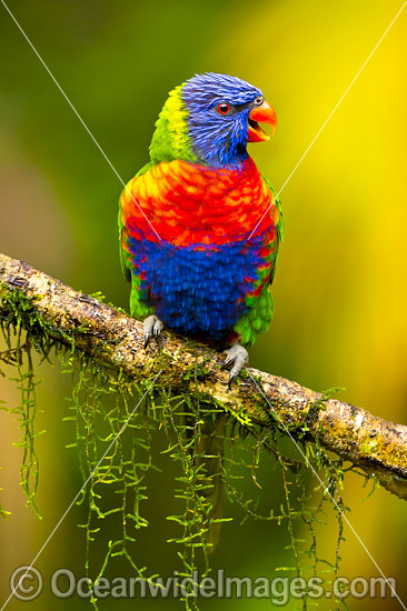 Rainbow Lorikeet (Trichoglossus haematodus). Found in all forests, woodlands and gardens throughout Australia. Photo taken at Coffs Harbour, New South Wales, Australia. Photo - Gary Bell Rainbow Lorikeet (Trichoglossus haematodus). Found in all forests, woodlands and gardens throughout Australia. Photo taken at Coffs Harbour, New South Wales, Australia. Photo - Gary Bell