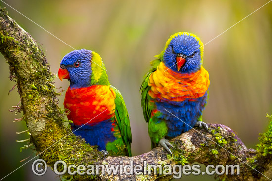 Australian Parrot Rosella High Quality Photos, Pictures and Images